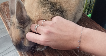 maëlys pet sitter à GRENOBLE 38100_1