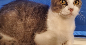 gaëlle pet sitter à VENANSAULT 85190_0