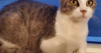 gaëlle pet sitter à VENANSAULT 85190