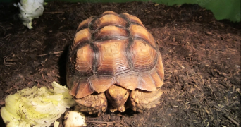 thomas pet sitter à DIFFEMBACH LES HELLIMER 57660_3