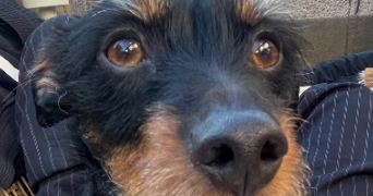 anais pet sitter à LYON 02 69002_0