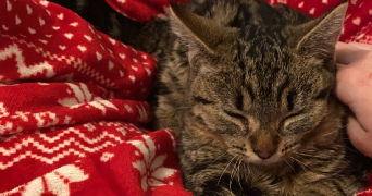 elodie pet sitter à MONTBELIARD 25200_3