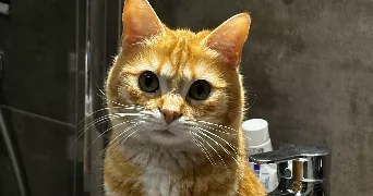 camille pet sitter à DOUBS 25300