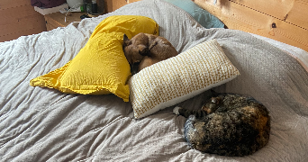 jérémy pet sitter à SANGUINET 40460_11