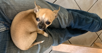 liza pet sitter à BORDEAUX 33000_2
