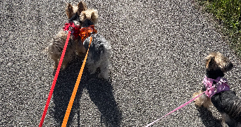 lea  pet sitter à LYON 01 69001_2