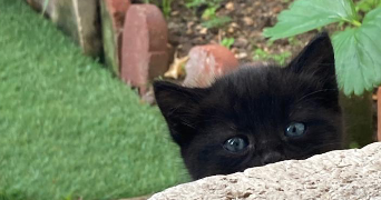 anne pet sitter à CHARTRES 28000_0