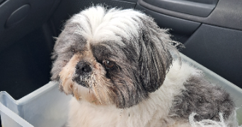 celine pet sitter à Villebernier 49400_1