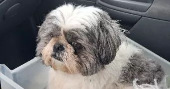 celine pet sitter à Villebernier 49400