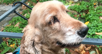 séverine pet sitter à VILLEJUIF 94800_4