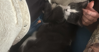 floriana pet sitter à POLLIONNAY 69290_2