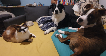 elodie pet sitter à ESTANDEUIL 63520_1
