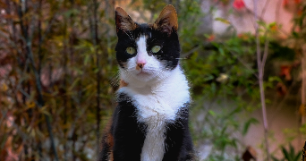 célia pet sitter à ORANGE 84100_2