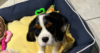 maeva pet sitter à DELLE 90100_0