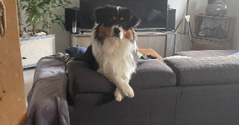 laetitia pet sitter à MARSEILLE 11 13011_5