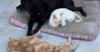marine pet sitter à PRIVAS 07000_0