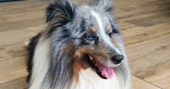 lea pet sitter à TORCY 77200_2