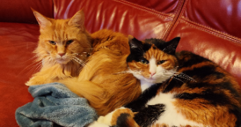 clothildra pet sitter à ST OUEN DE THOUBERVILLE 27310_7