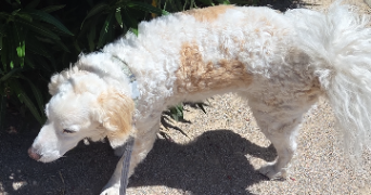 emilie pet sitter à PERPIGNAN 66000_2