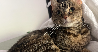 clara pet sitter à LA COURNEUVE 93120_0