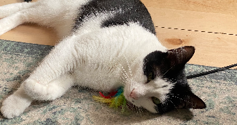alice pet sitter à VINCENNES 94300_1