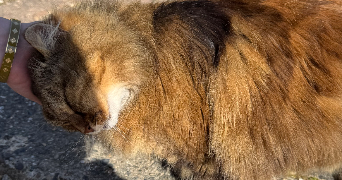 maéva pet sitter à TALENCE 33400_2