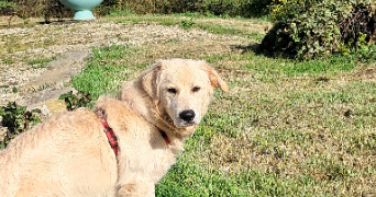 nathalie pet sitter à MAGNEVILLE 50260_3