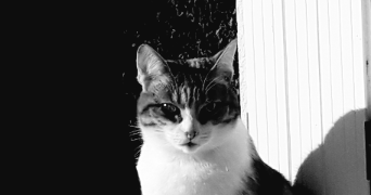 candice pet sitter à ST AUBIN DES ORMEAUX 85130_2
