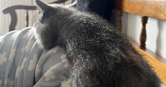 sheyma pet sitter à VILLEURBANNE 69100_3