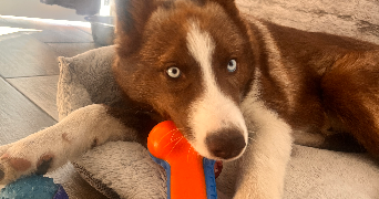 célia pet sitter à DIVION 62460_2