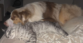 chloe pet sitter à VERTOU 44120_5