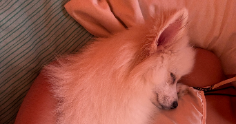 sofia pet sitter à NOYAL CHATILLON SUR SEICHE 35230_2