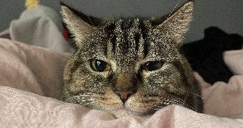 carla pet sitter à VILLEFRANCHE SUR SAONE 69400_2