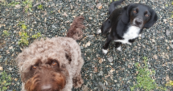 louise pet sitter à LUCON 85400_2