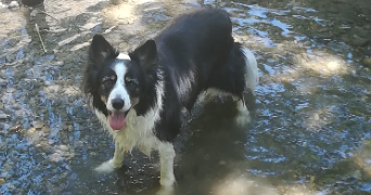 pauline pet sitter à L ISLE JOURDAIN 32600_3