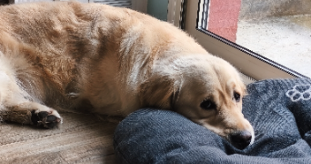 mélissa pet sitter à FLAXLANDEN 68720_1