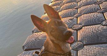 audrey pet sitter à VIRY CHATILLON 91170_7