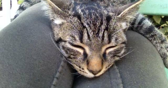 ludivine pet sitter à MARSEILLE 05 13005_2