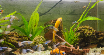 diana pet sitter à Villeurbanne 69100_4