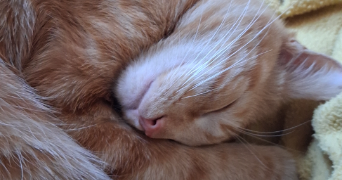 iris pet sitter à ST ETIENNE 42000_1