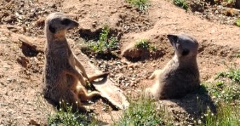 alexandra pet sitter à QUIMPER 29000_1