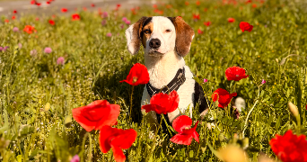 roxane pet sitter à Saint Paul les Dax 40990_3