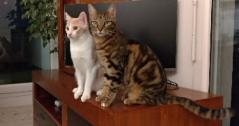 cécilia pet sitter à RENNES 35000_3