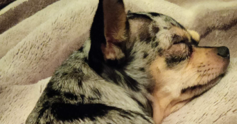 thibault pet sitter à VILLEURBANNE 69100_2