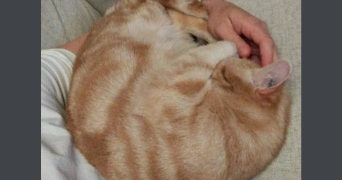 lucie pet sitter à DIJON 21000_1