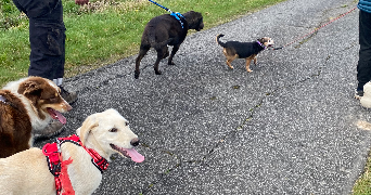 léa pet sitter à LEVROUX 36110_4