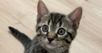 mathilde pet sitter à L ISLE D ABEAU 38080_1