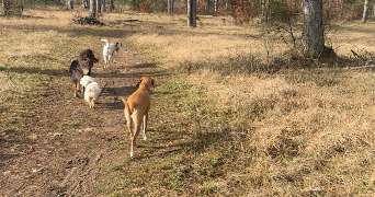 charline pet sitter à STRASBOURG 67000_1