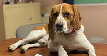 anais pet sitter à SALLES ARBUISSONNAS EN BEAUJOLAIS 69460