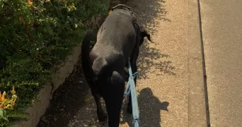 sephora pet sitter à PLAISIR 78370